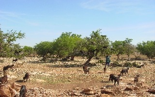Arganbäume wachsen ausschließlich im Westen Marokkos